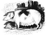 Swine (Sus scrofa)